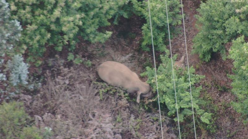 云南亚洲象群北上迁徙引关注专家原栖息地草本植物或不够